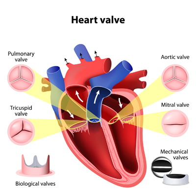 heart valves info